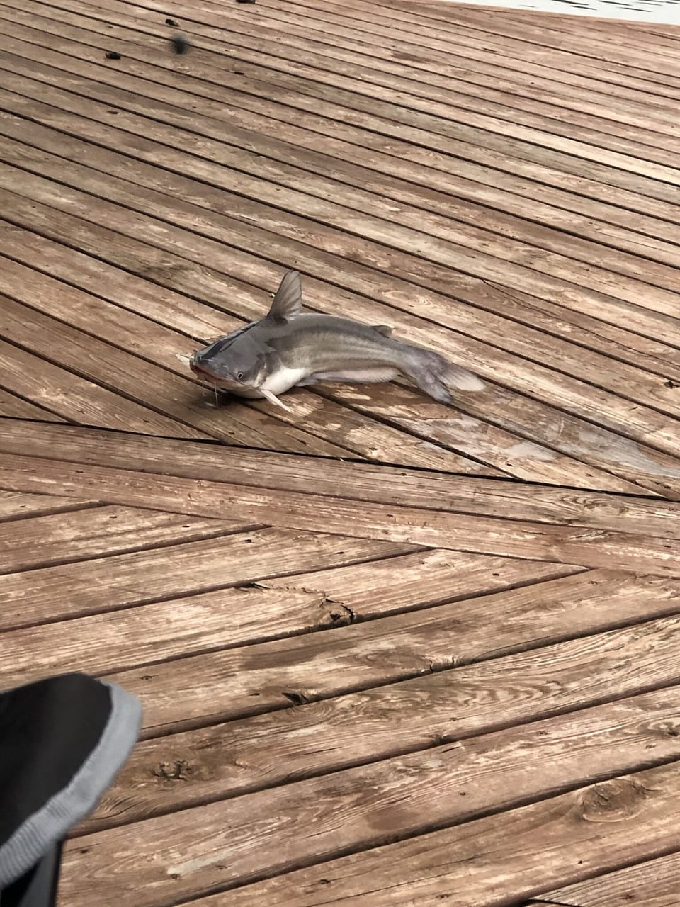 Great fishing