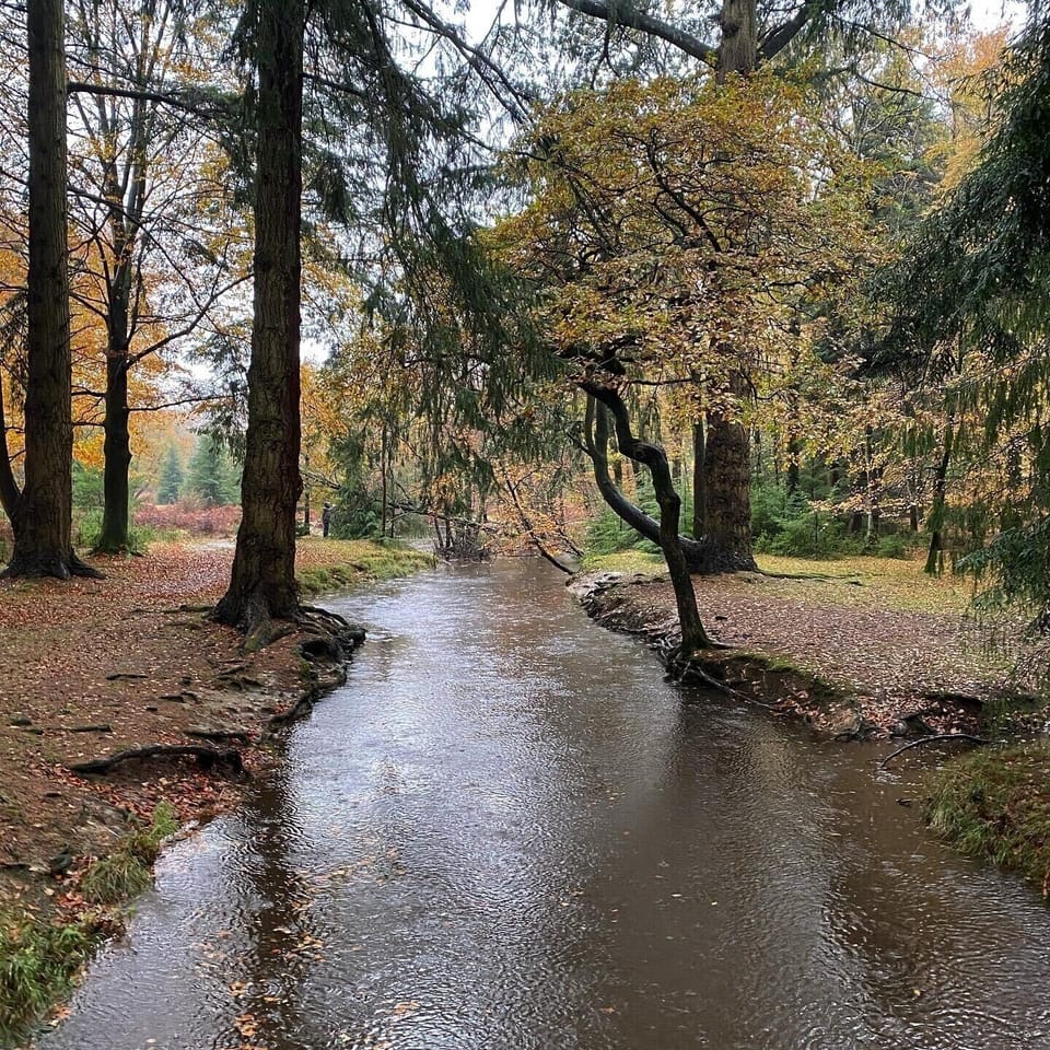 Autumn in the New Forest