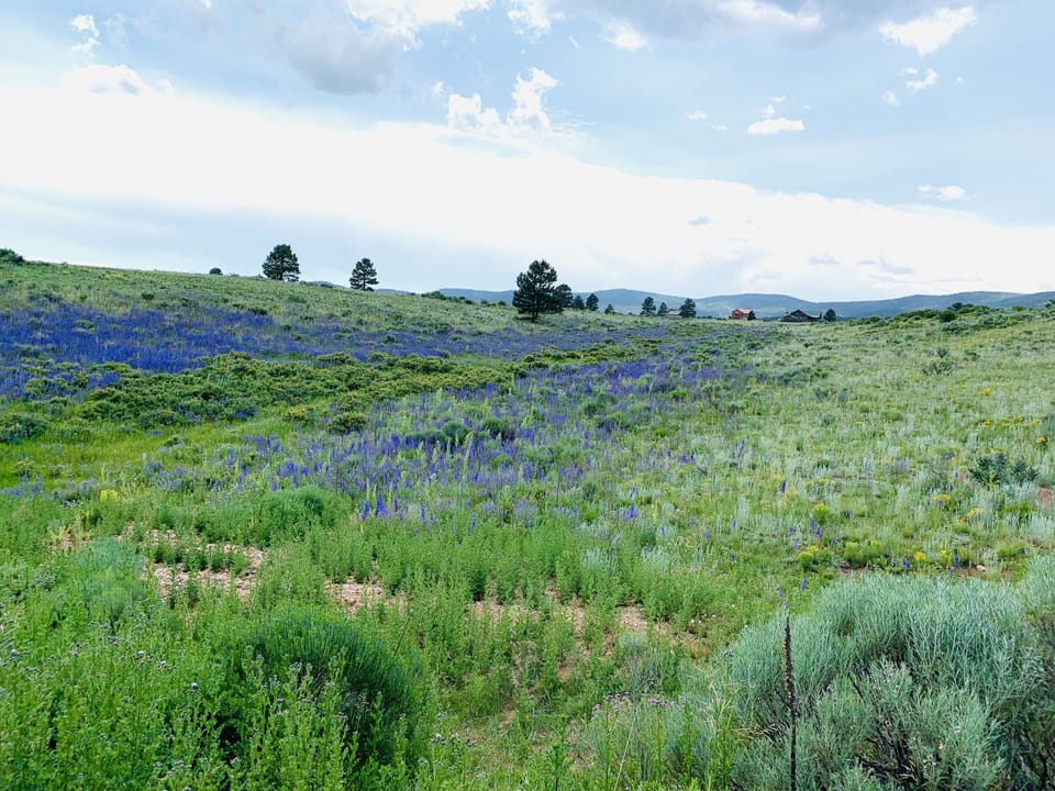 Meadows surround the home