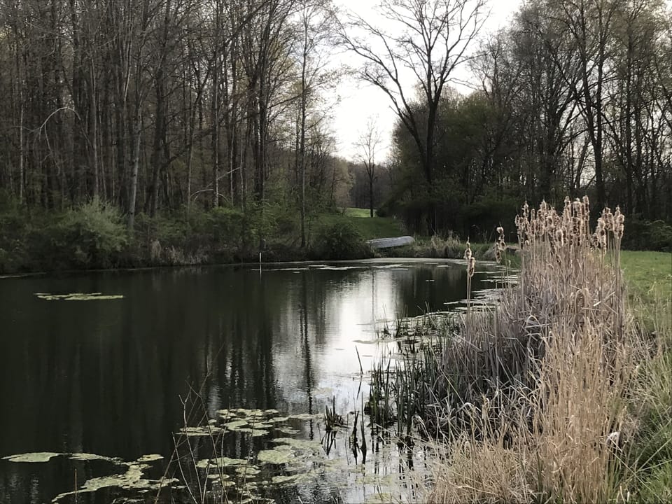 Upper Pond within Preserve