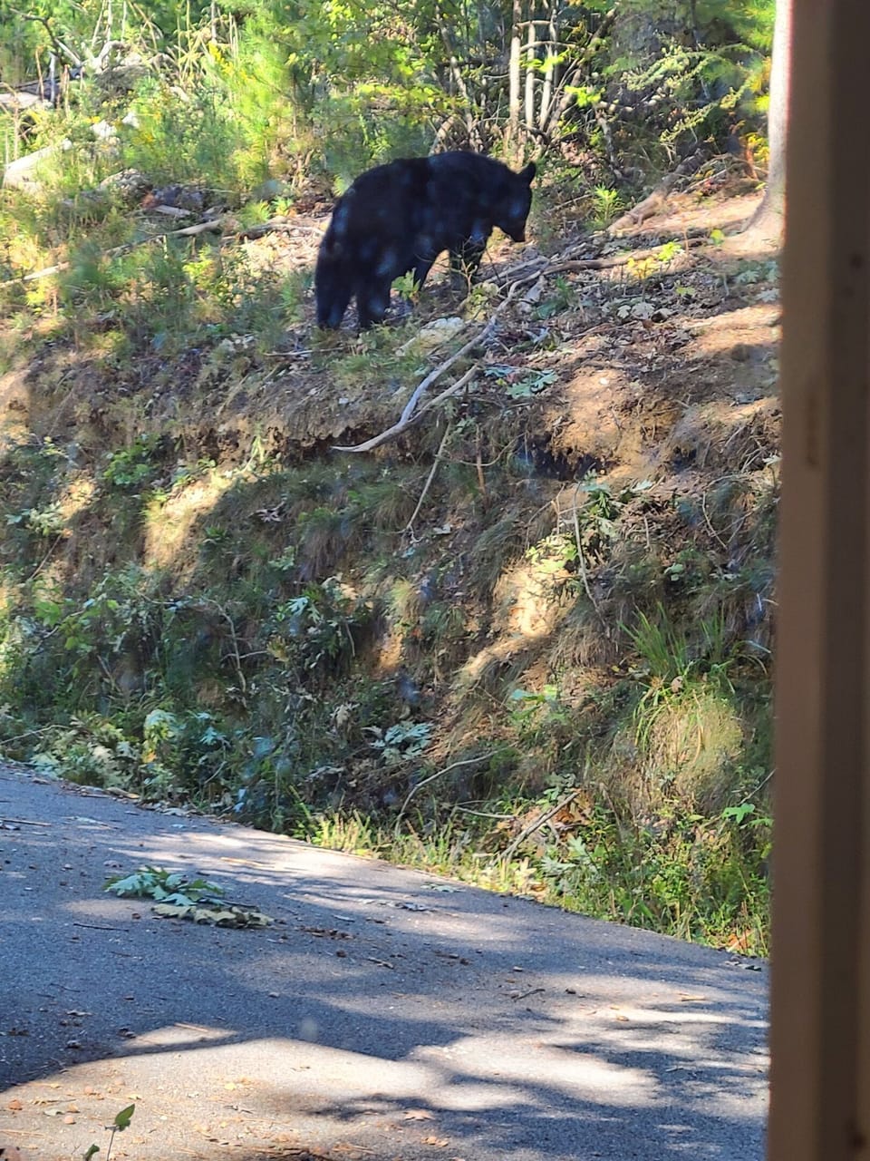 Another visitor to Cabin at Oak Ridge (photo taken from kitchen window)