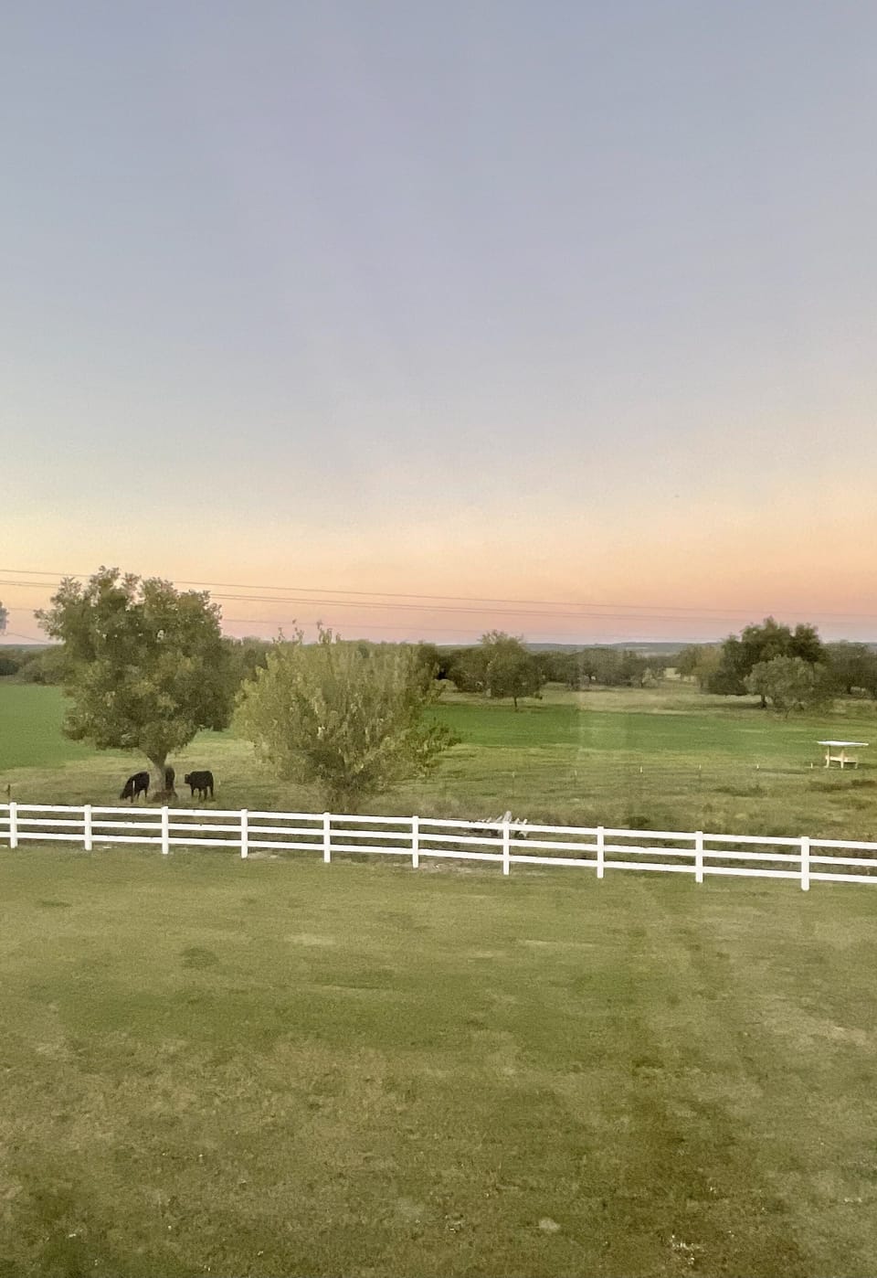 Cows come around daily in the pasture behind the home just to check on guests! 