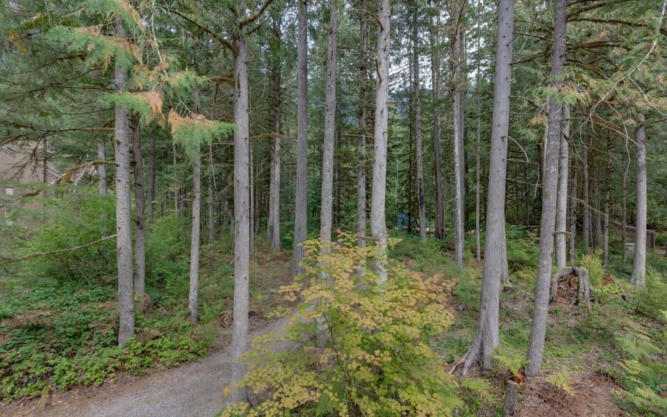 Tree, Vegetation, Grove, Land, Nature