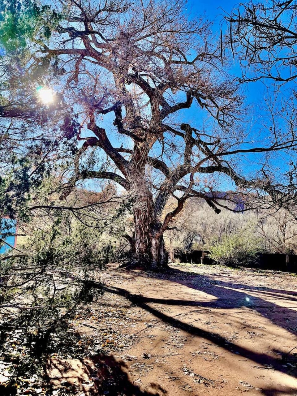 Grandmother cottonwood tree on property
