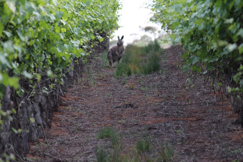 Kangaroo in the vineyard