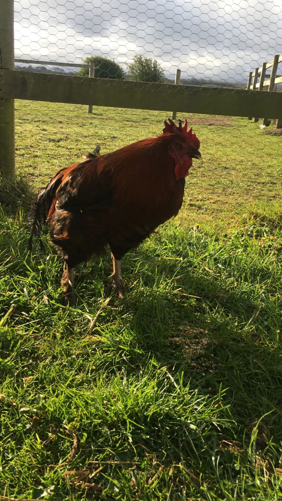 One of our hens - lovely fresh eggs in the morning