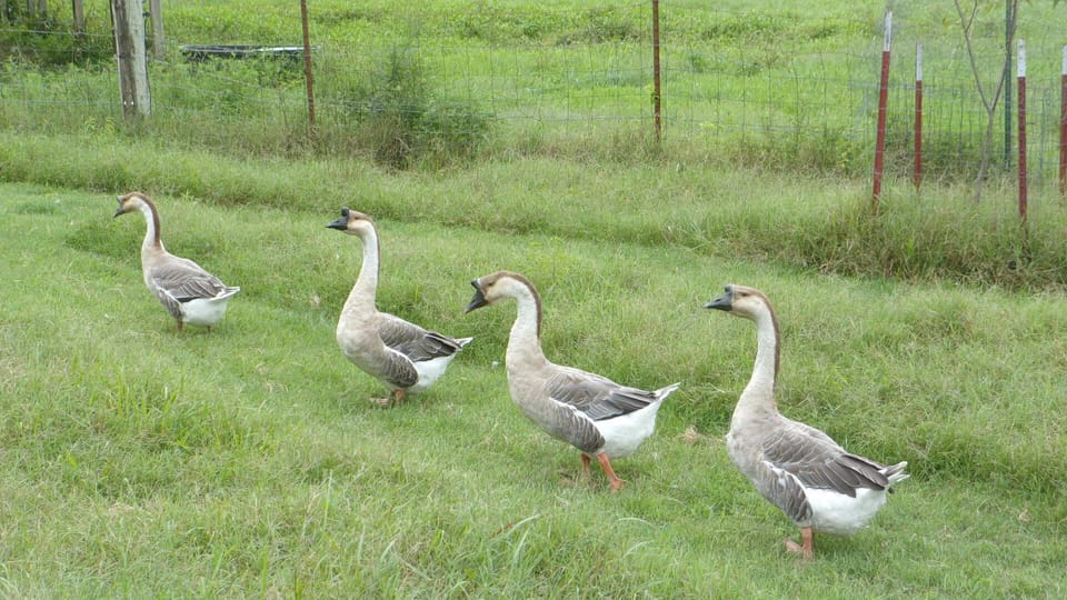 Our geese marching to the pond.