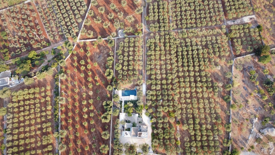 casa amahoro from above showing location in olive grove