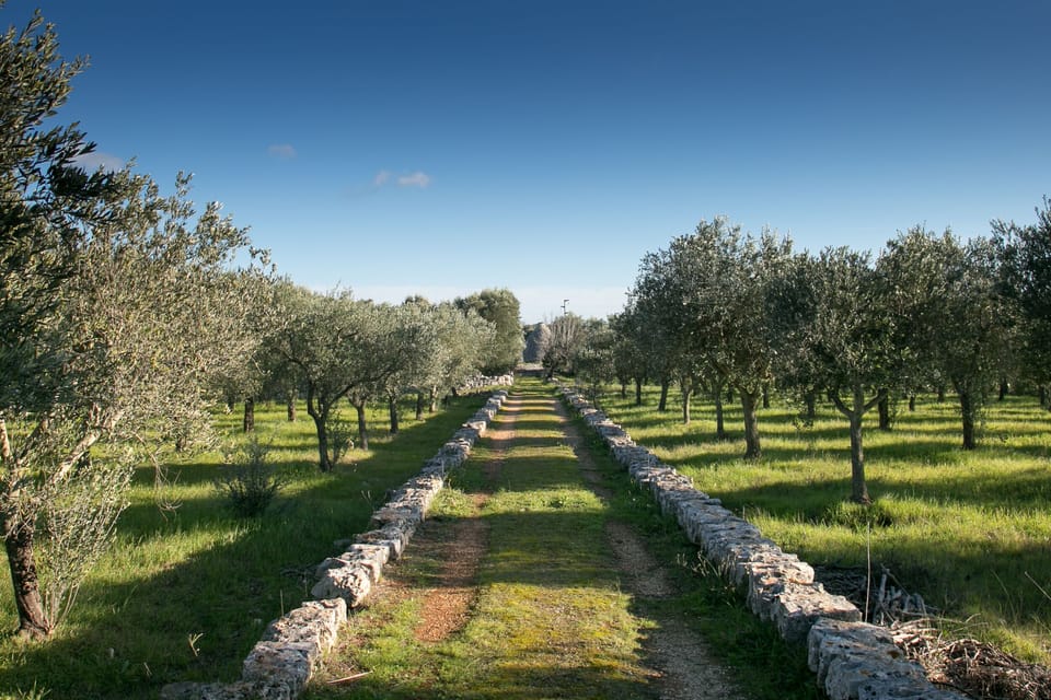 casa amahoro is set in 3 ha of olive trees