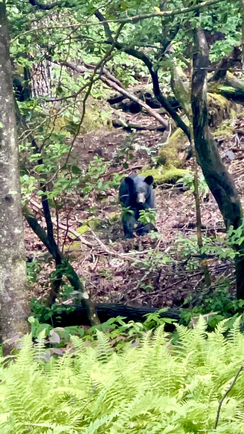 This is bear country so keep your eyes open and maybe you will spot a bear!