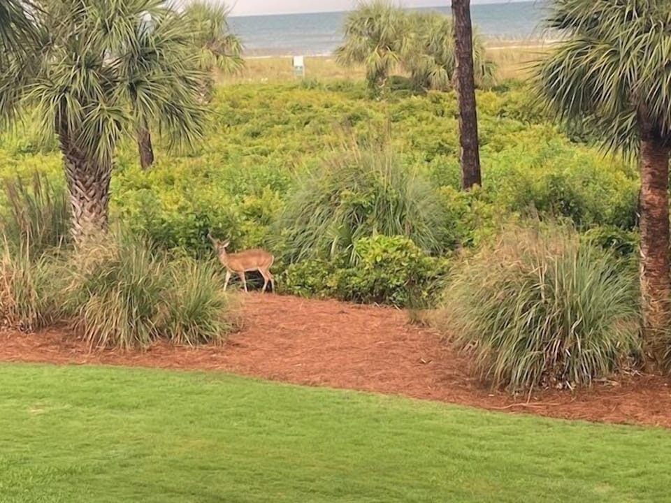 Beachfront Visitors