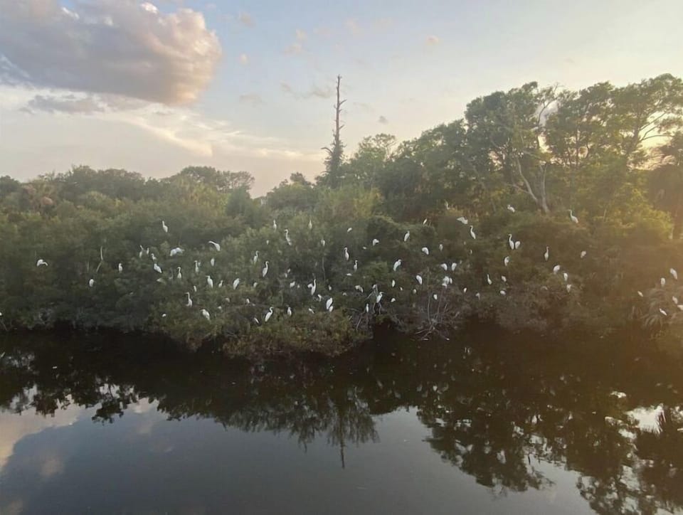 Herons Roost off the back porch