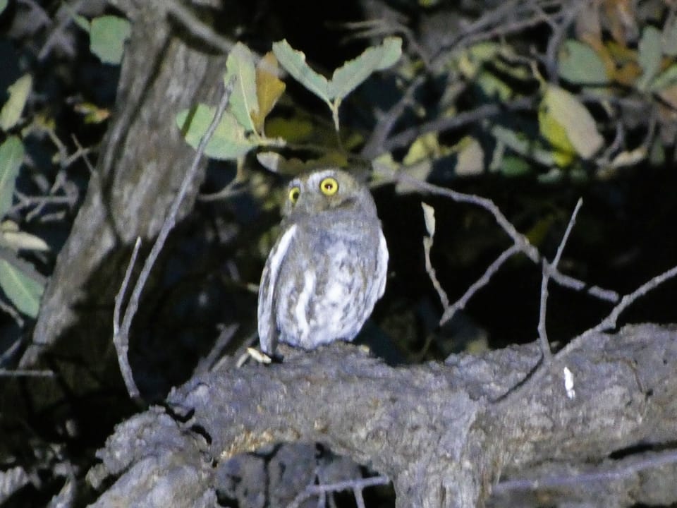 Elf Owls are on the property March - August.