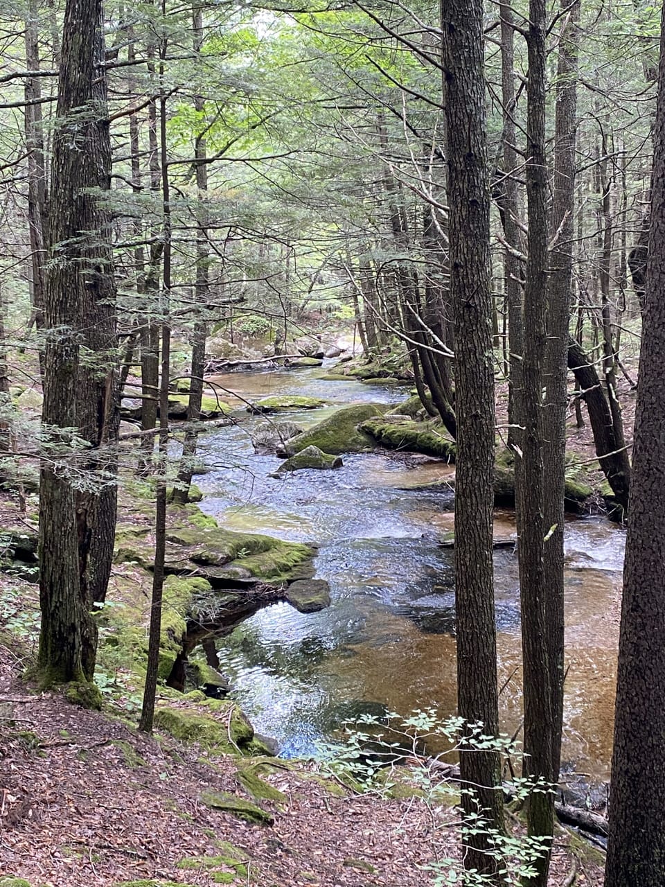 land behind house with Brook Trail
