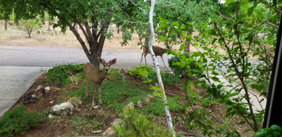 The deer love our flowers!!