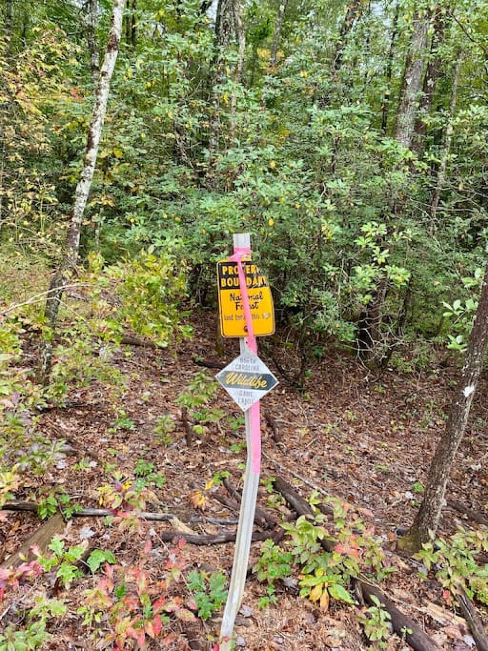 Our property borders Pisgah National Forest