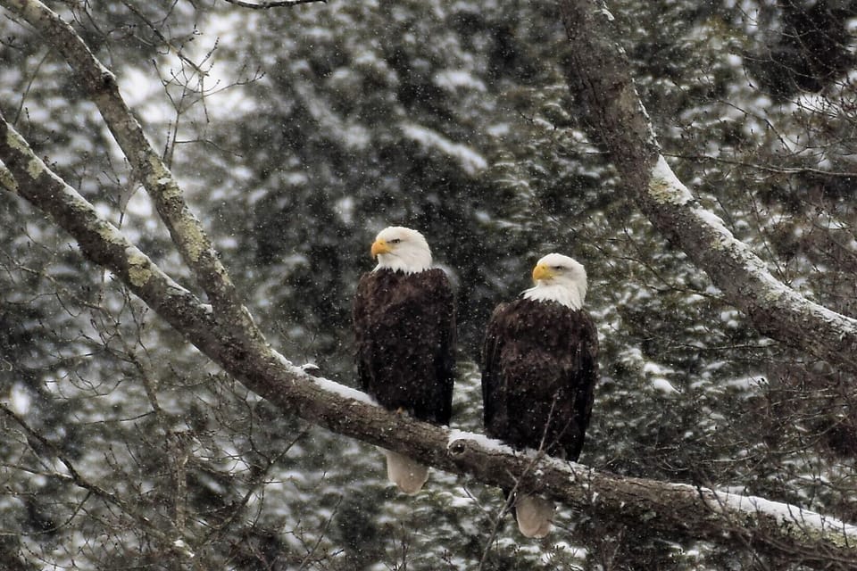 Pair of Clarion River Eagles