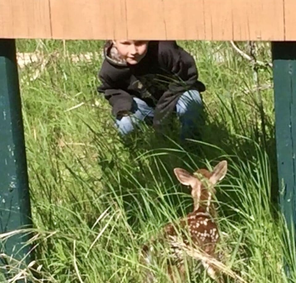 Wildlife Nature