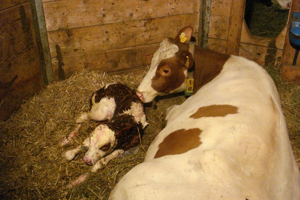 Surroundings [summer] (1-5 km)