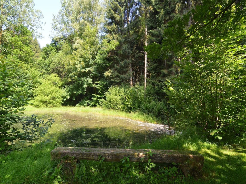 Garden [summer]