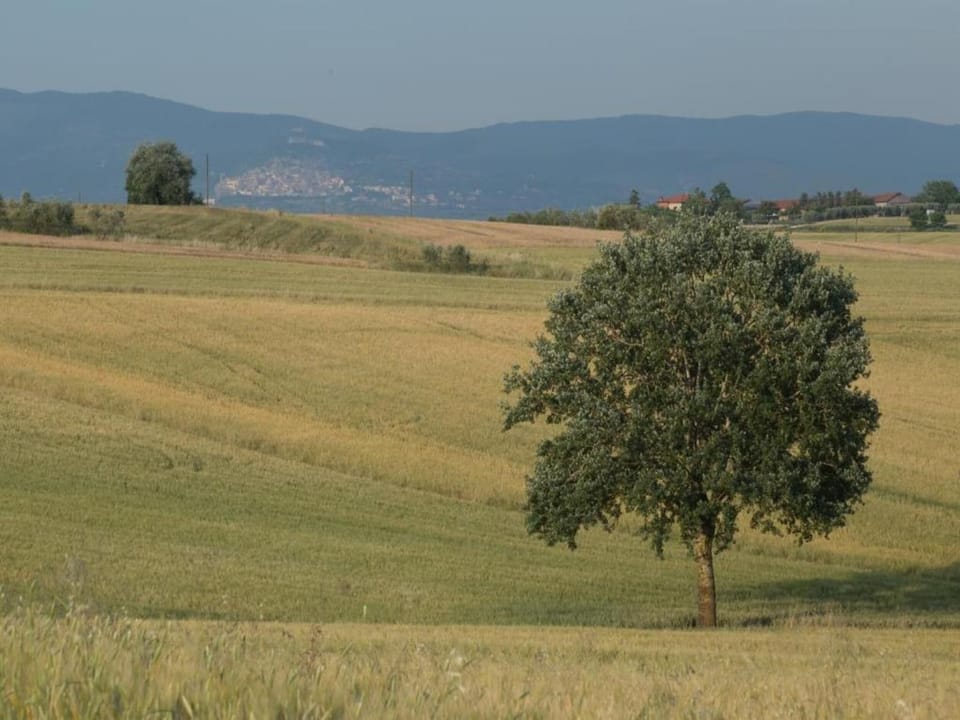 Region [summer] (>5 km)