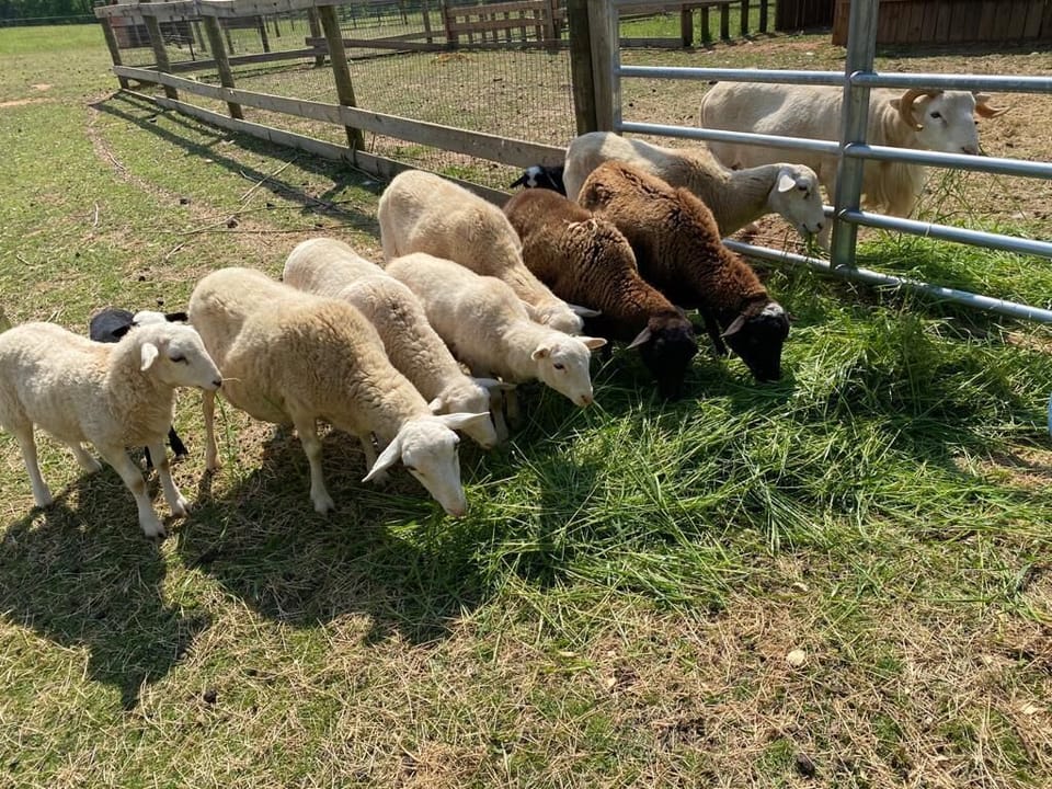 Plenty of animals... even sheep.