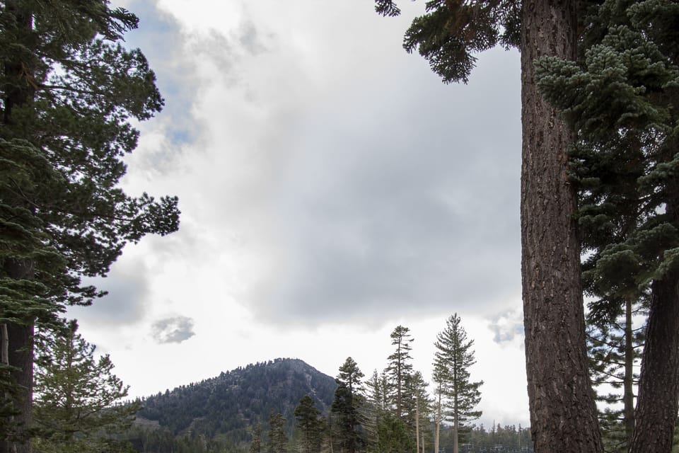 Tree, Fir, Tree Trunk