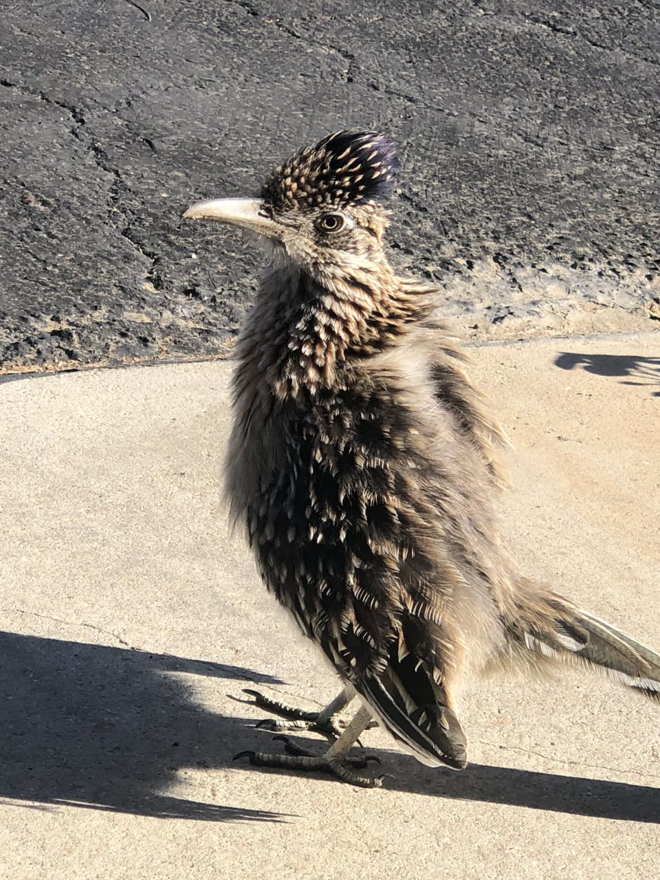 Roadrunners love The 5th Tee