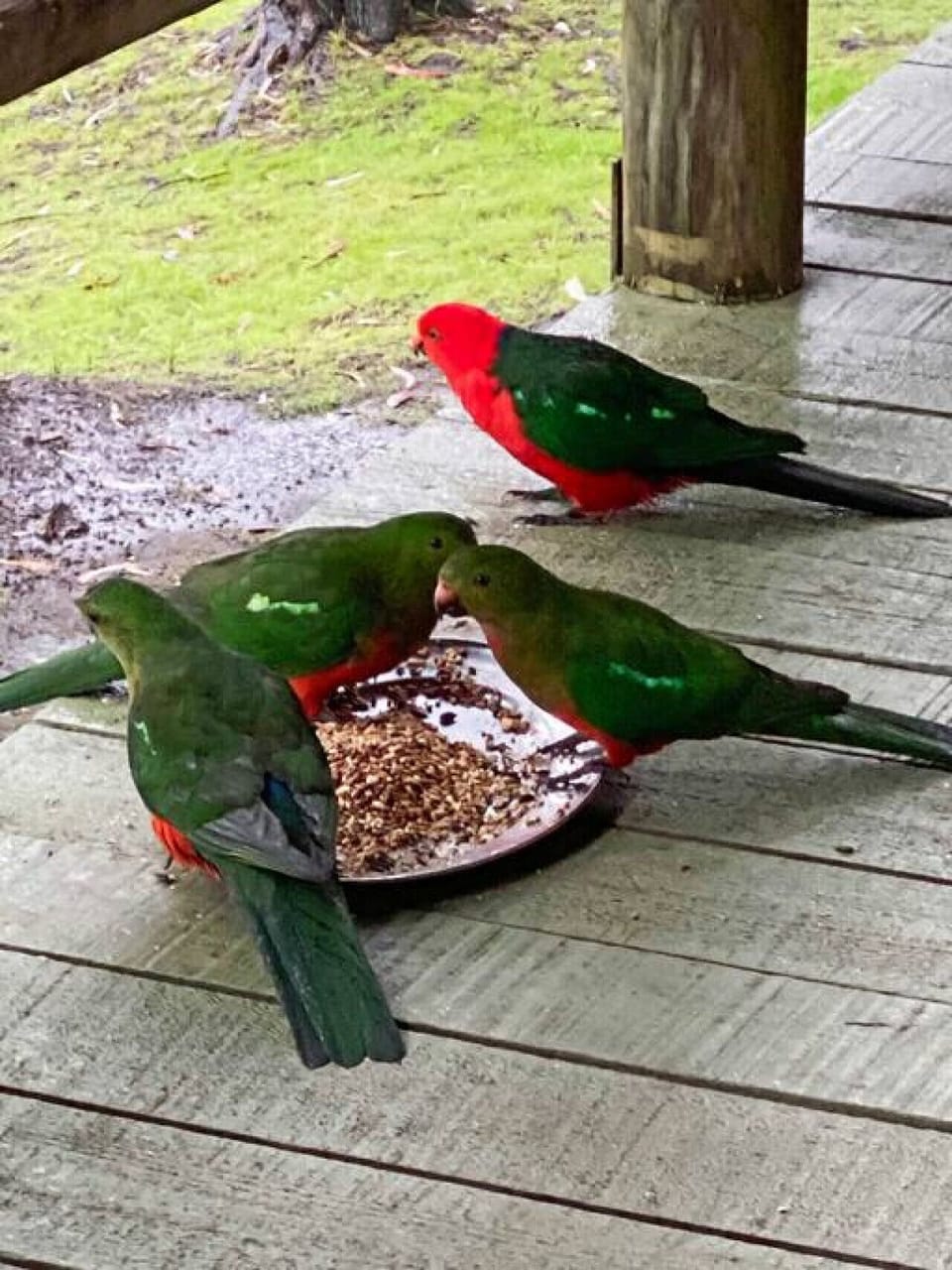 Birdlife