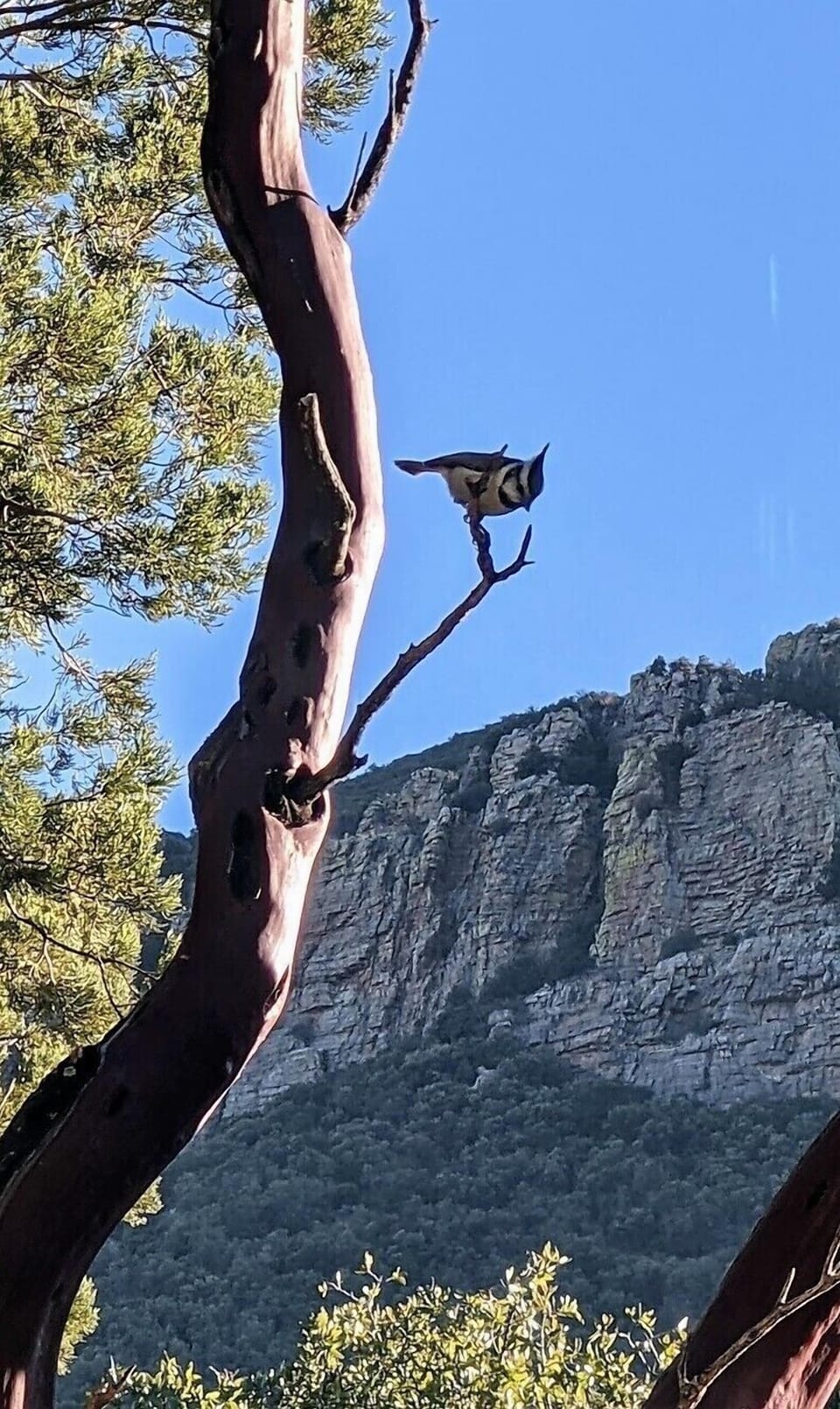 Bridled Titmouse captured by the Ramsey Canyon Cliffs