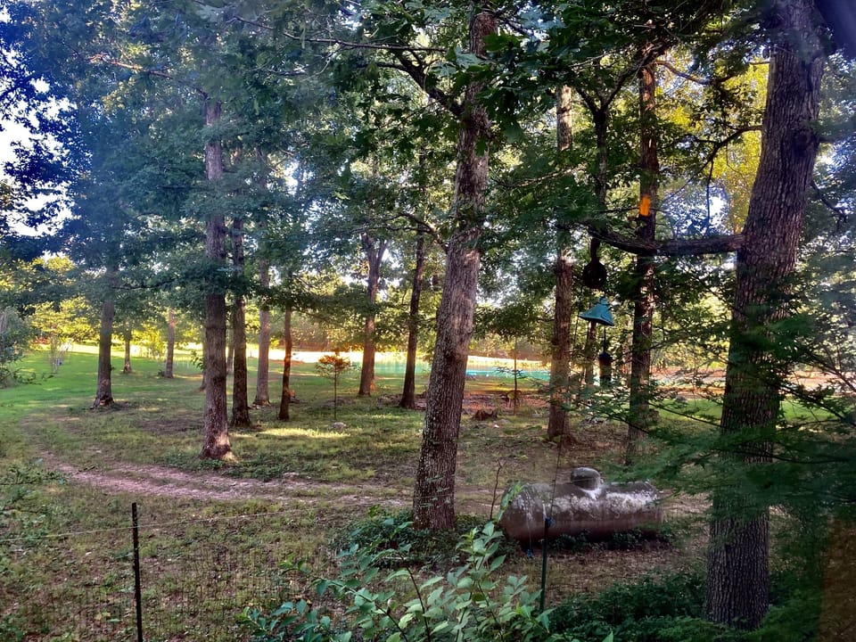 view from the dining room