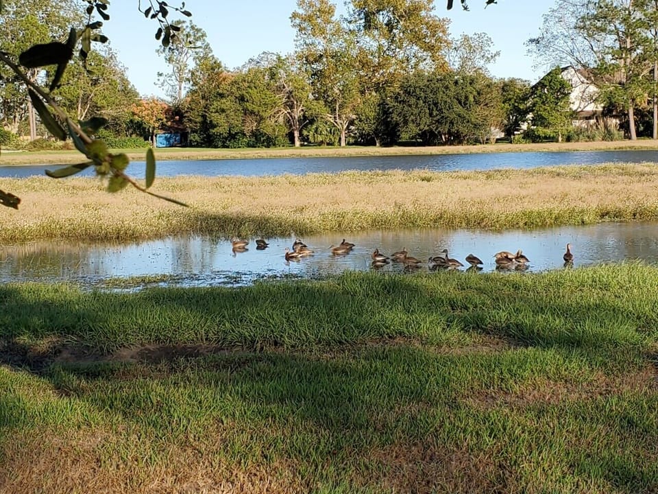 Ducks on stocked pond