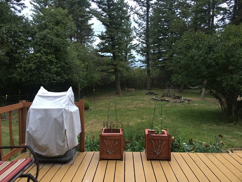 Buck in the background as is the firepit that is available to use. Lots of wood!