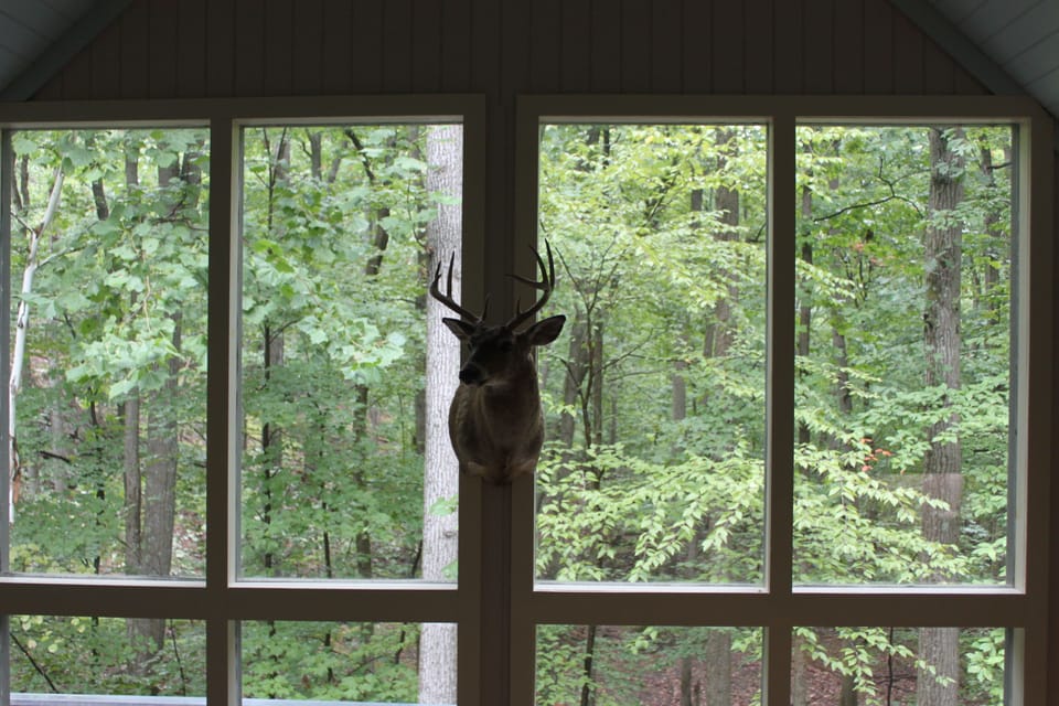 The view of the woods from the loft. 