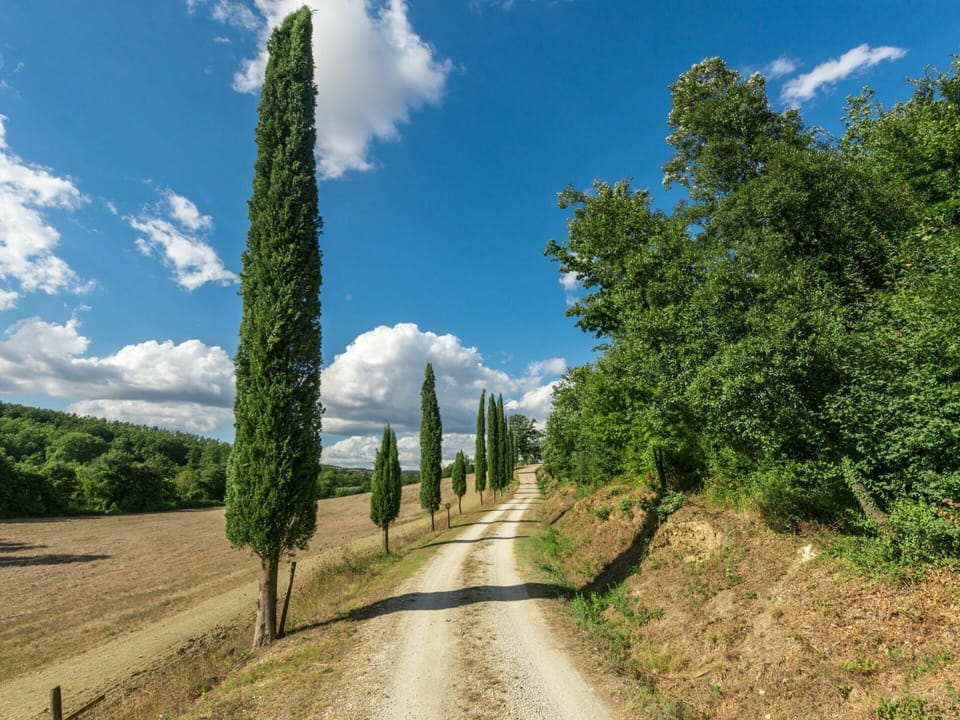 Cloud, Sky, Plant, Natural Landscape, Tree, Road Surface, Vegetation, Grass, Woody Plant, Landscape
