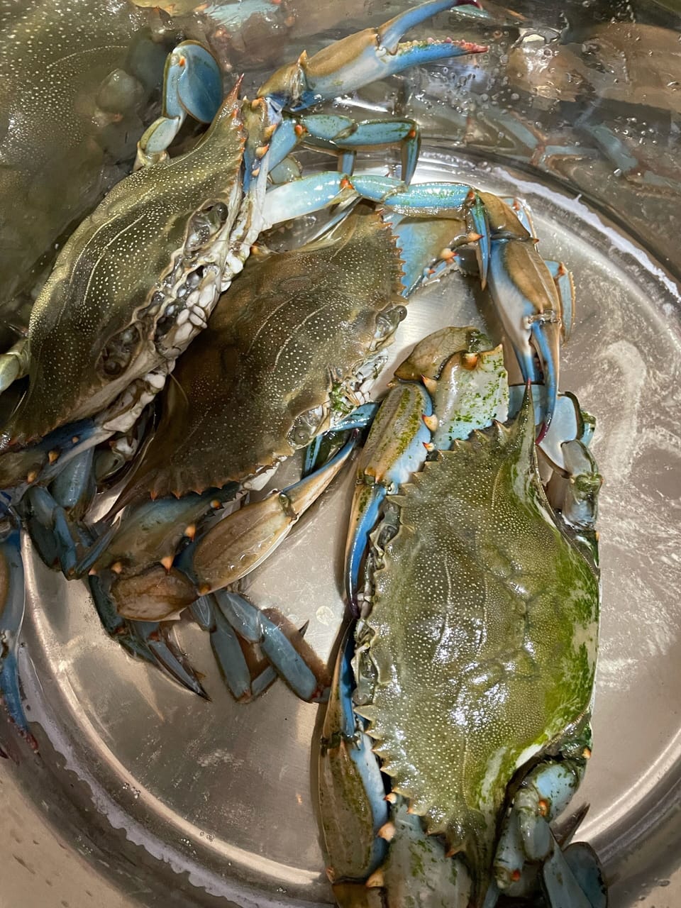 Blue crabs are very popular catch in Surfside and is pretty much all year round.