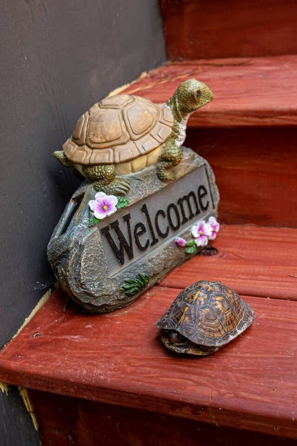 Lots of Roaming Turtles During The Spring and Summer