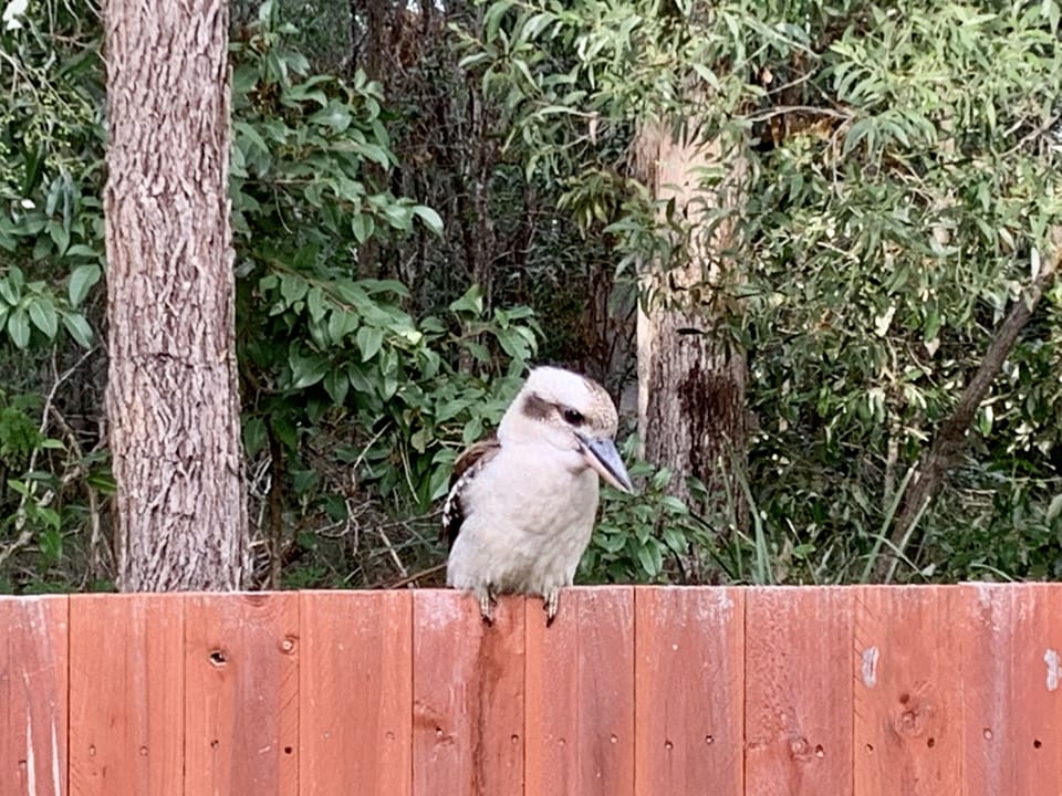 Kookaburras in your backyard!