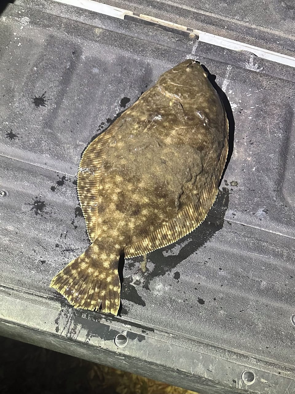 The catch of the day, right behind The Lotus Tide.