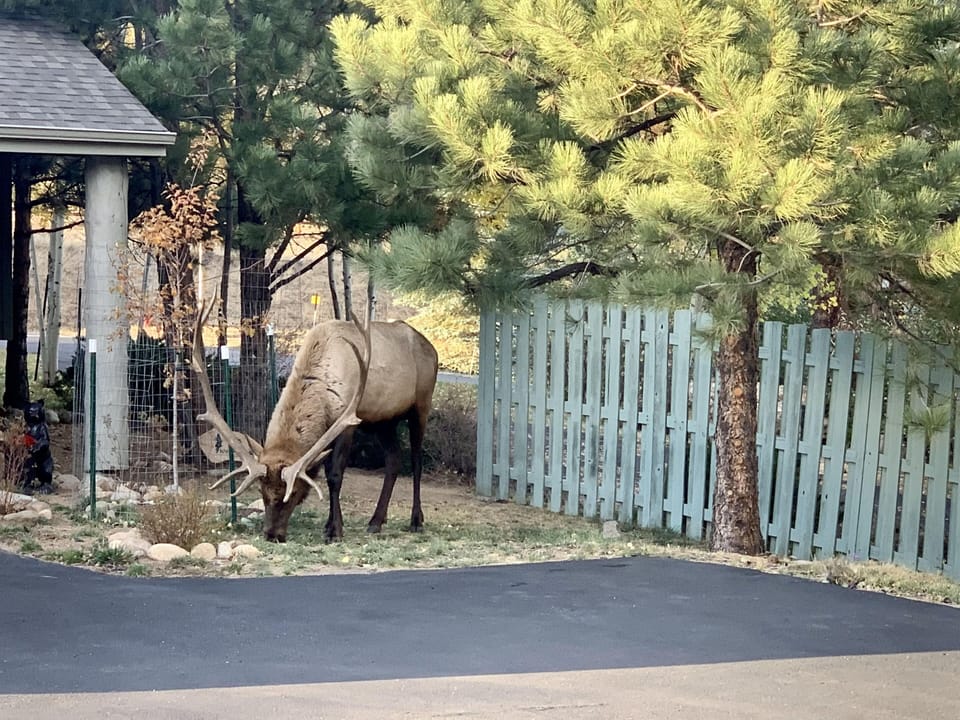 Elk outside the townhome in October. 