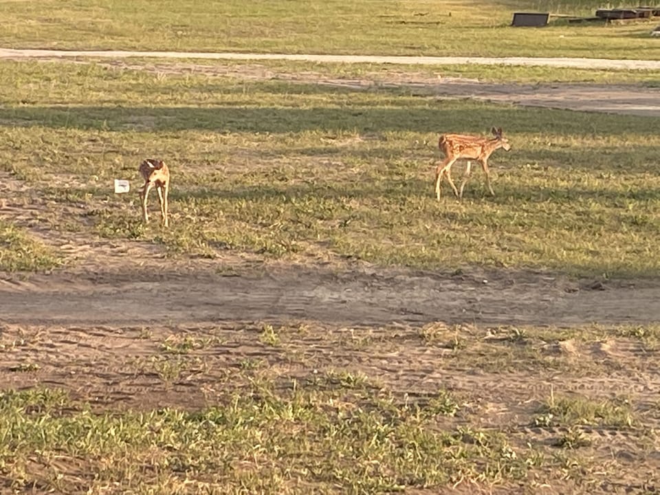 Deer in the yard at the caboose 
