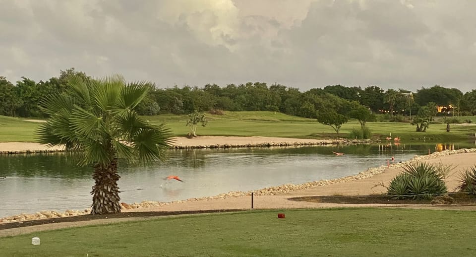 Overlooking the Flamingo's