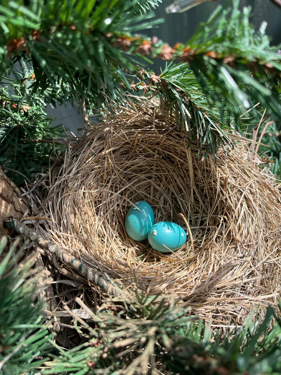 Robins nest on porch