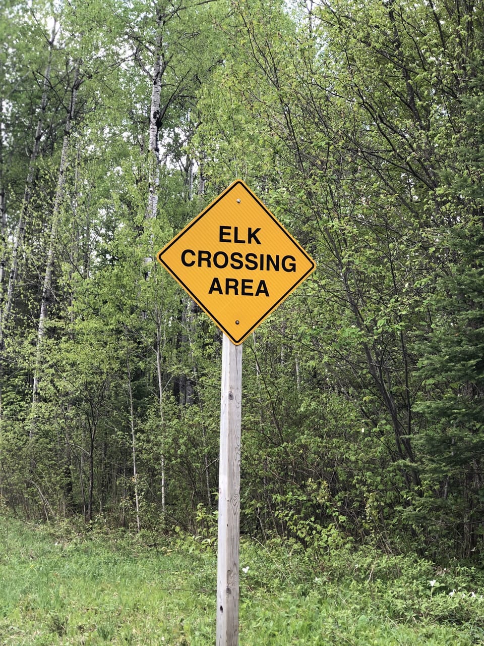 You might see the elk