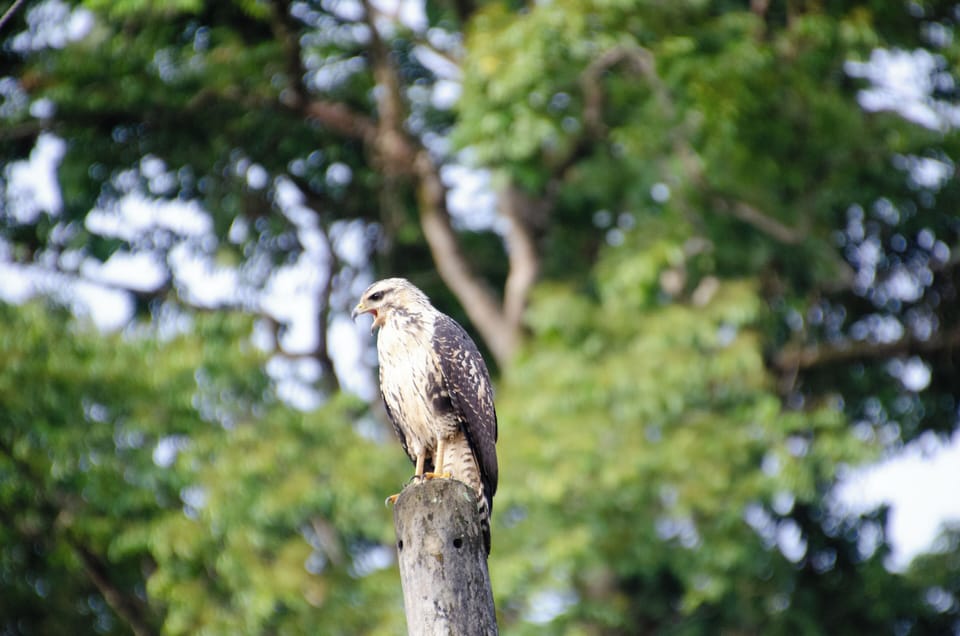 Visitor