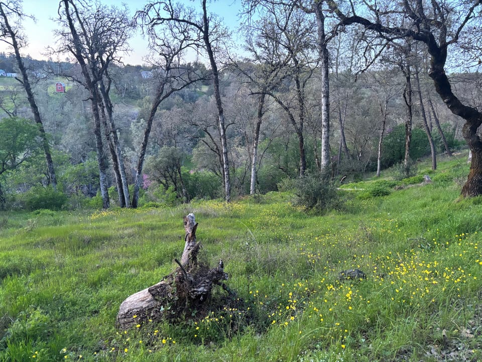 Wildflowers in the Spring