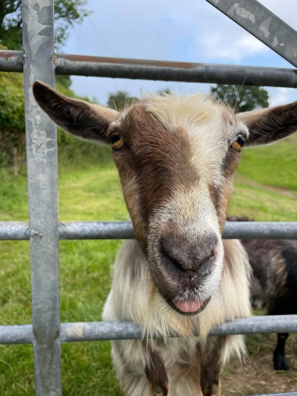 Ellie the naughty goat
