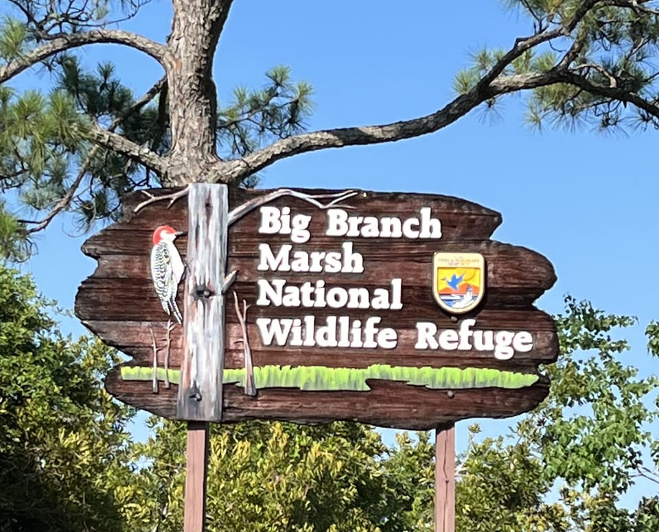 Where wildlife is abundant! Eagles, otters, alligators, nutria and birds.