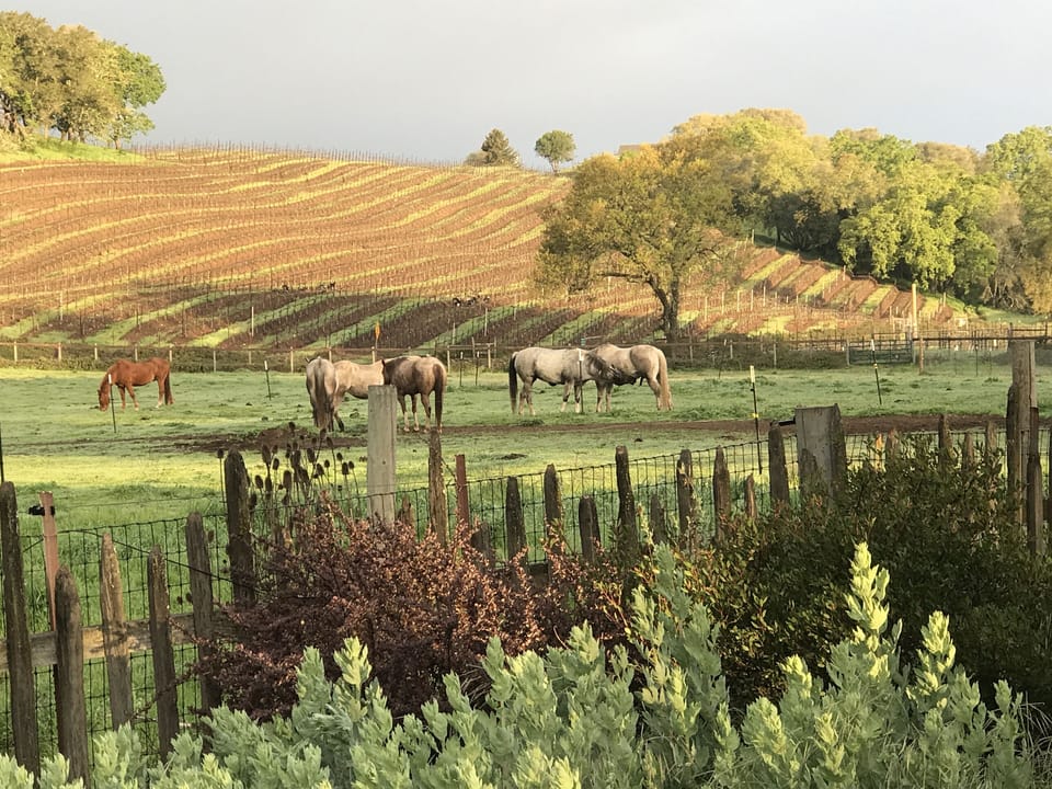 Horses grazing in Fall