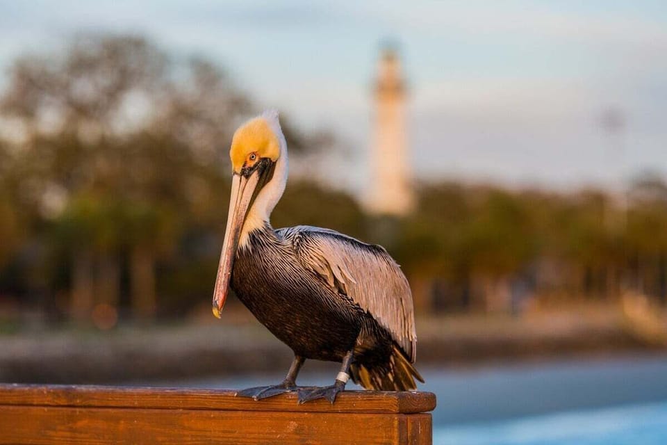 Saint Simons Grand #106 Pelican on a perch